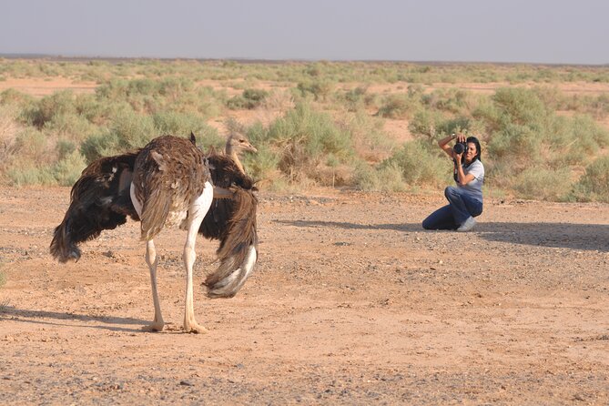 Shaumari Reserve and Azraq Wetland Private Full Day Tour from Amman - More than birds: Azraq Castle and local culture