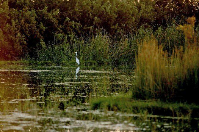 Shaumari Reserve and Azraq Wetland Private Full Day Tour from Amman - What the private format adds to the experience