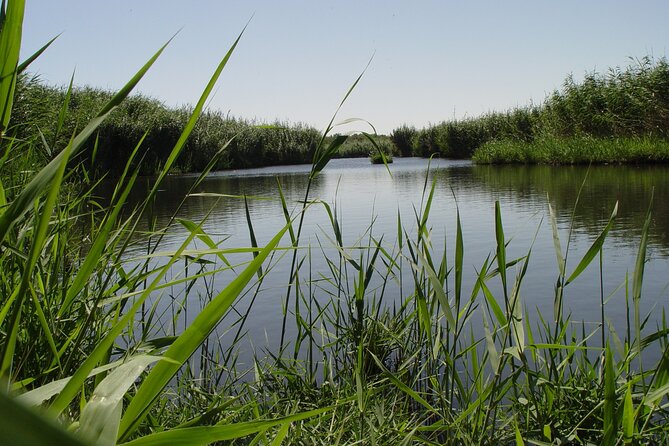 Shaumari Reserve and Azraq Wetland Private Full Day Tour from Amman - Shaumari Wildlife Reserve and the conservation story