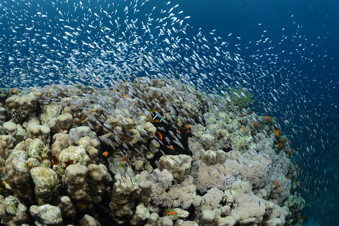 Shore Certified Diving - Two Dives - What the first underwater session can offer