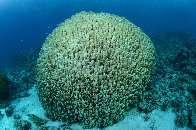 Shore Certified Diving - Two Dives - The people make the difference
