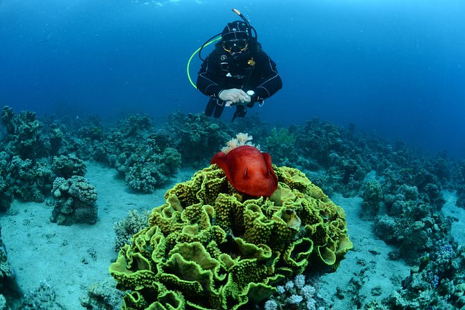 Shore Certified Diving - Two Dives - Reefs, wrecks, and underwater military displays