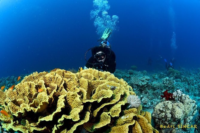 Shore Discover SCUBA Diving/Introductory Diving - One Dive - Safety, comfort, and medical checks