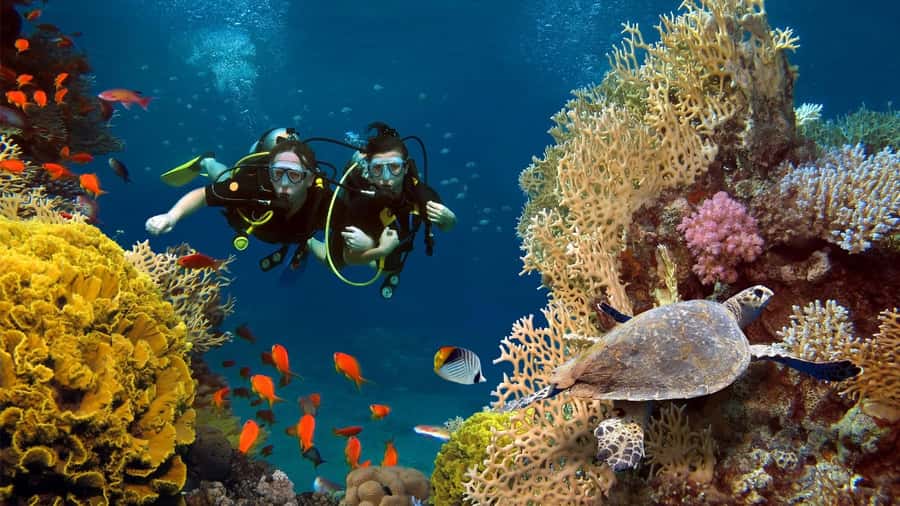 shore dive in red sea with pick up & snacks - Quick reasons to consider this Aqaba shore experience