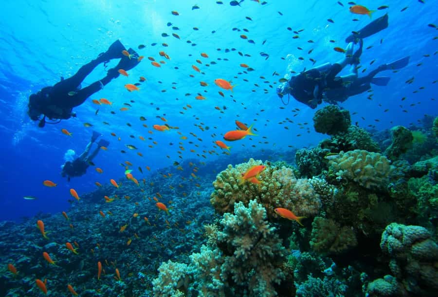 shore dive in red sea with pick up & snacks - Starting with pickup in Aqaba