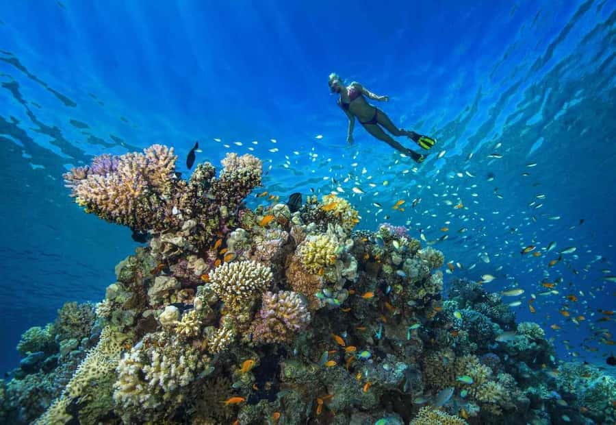 shore dive in red sea with pick up & snacks - Getting ready for your first underwater session