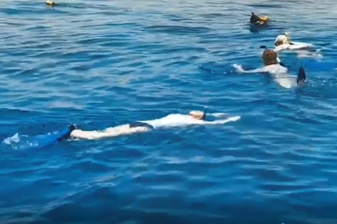 Shore Snorkeling - Two hours - What you may see beneath the surface
