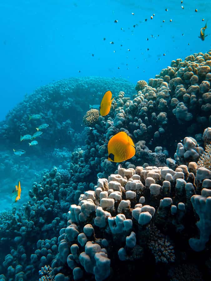 Snorkeling in The Red Sea With Equipment And Free Transfer - Key points at a glance