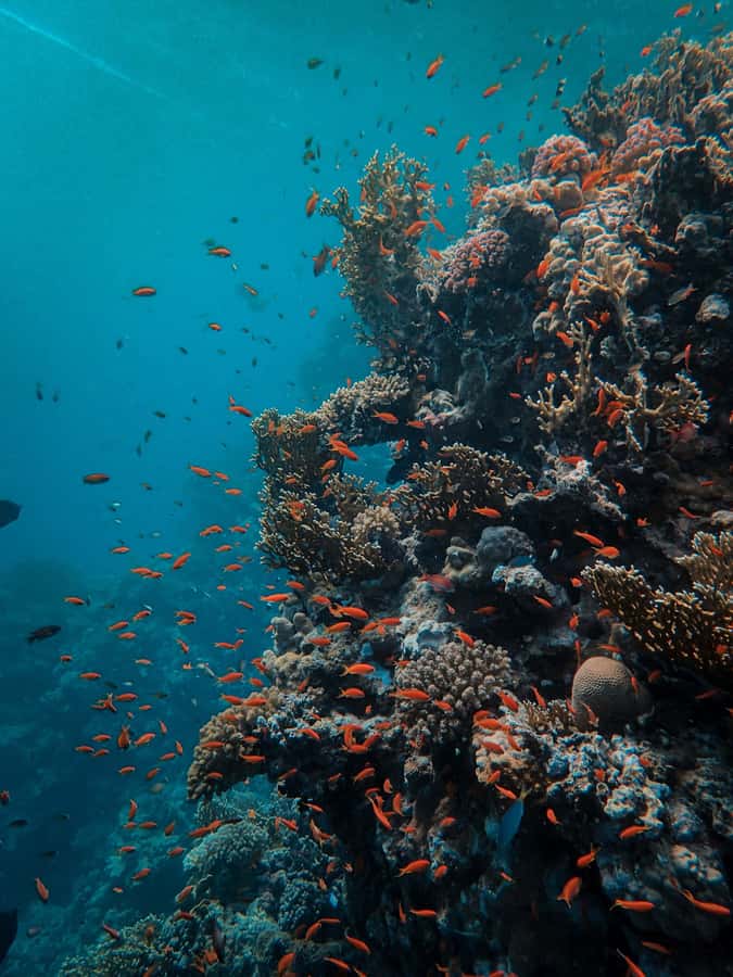 Snorkeling in The Red Sea With Equipment And Free Transfer - What this Aqaba snorkeling trip is really like