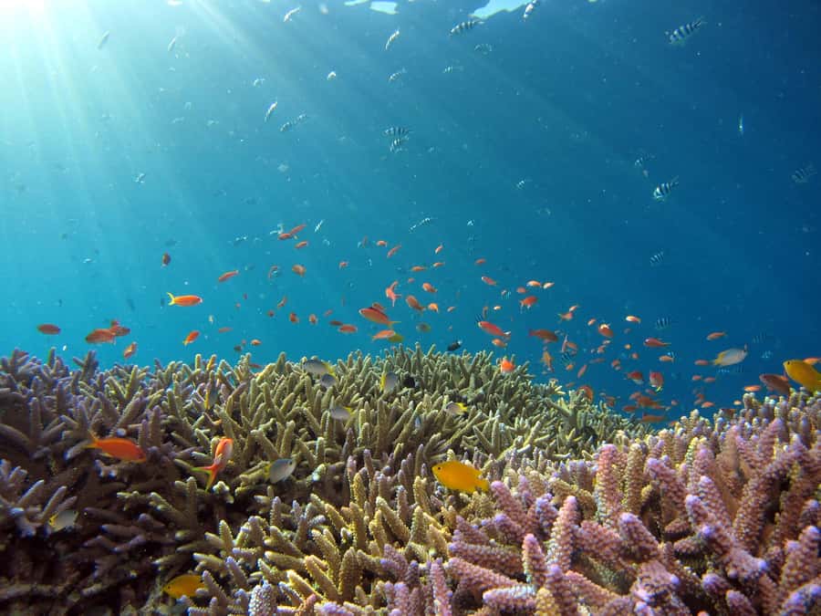 Snorkeling in The Red Sea With Equipment And Free Transfer - Who will enjoy this most?