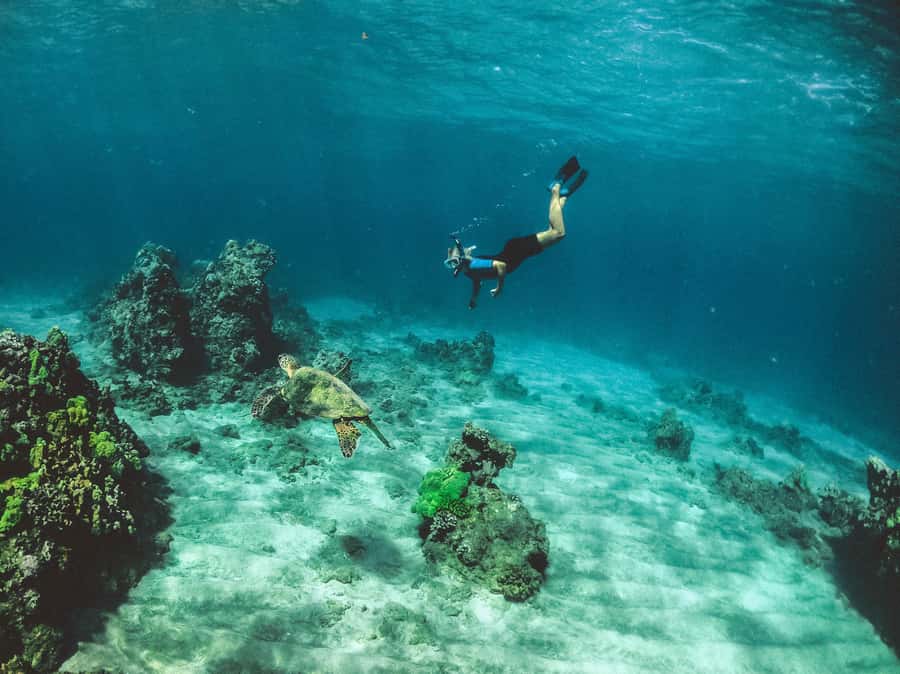 Snorkeling in The Red Sea With Equipment And Free Transfer - Practical advice for a smoother morning