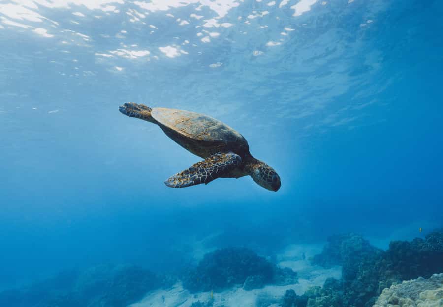 Snorkeling in The Red Sea With Equipment And Free Transfer - Pickup in Aqaba and Aqaba Fort