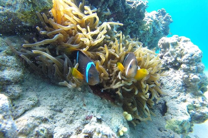 Snorkeling Trip with pick up ( beach) - Gear, wetsuits, and the first half-hour