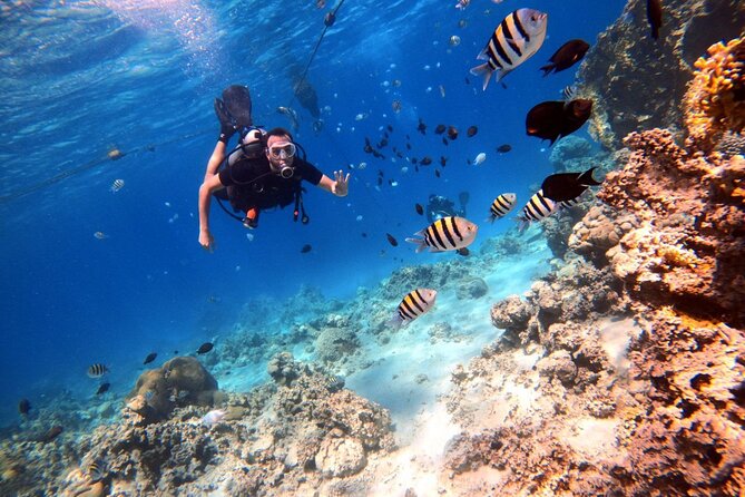Take advantage of a half-day boat dive experience in Red sea of Aqaba. - What You May See Below The Surface