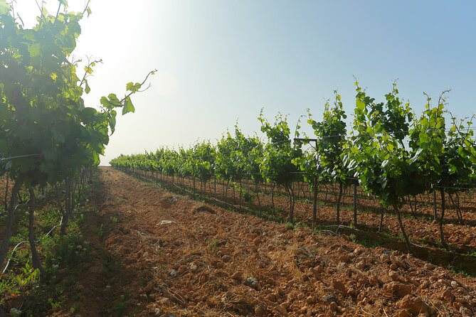 Vineyard Tour in Al Mafraq Governorate - Exploring the five-hour stop in Al Mafraq Governorate
