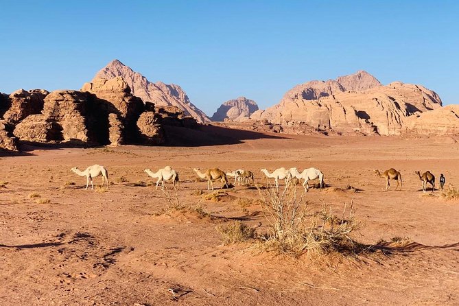 Wade Rum 1/2 Day Tour - Who will like this Aqaba connection