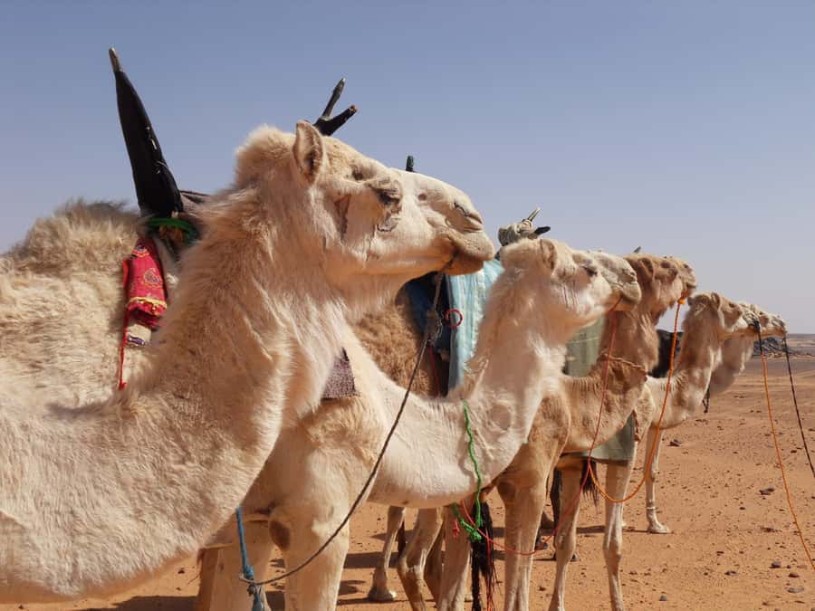 Wadi Rum: 2 Hour Camel Ride at Sunset/Sunrise Overnight - Sunset, tea, and the best photographs