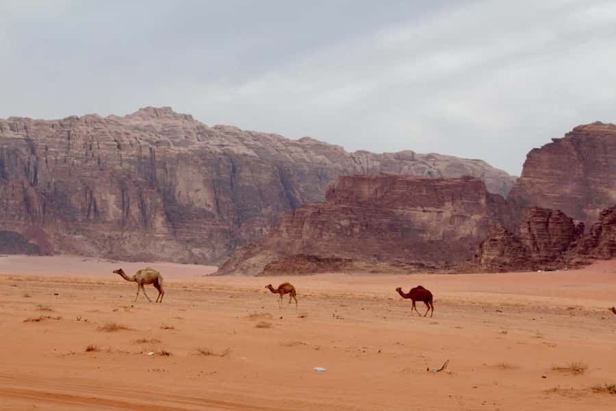 Wadi Rum: 2nights|3Day all-inclusive BedouinDesertExperience - Why three days works better than a quick Wadi Rum visit