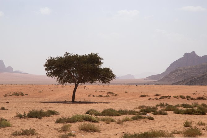 Wadi Rum: 4 Hour Highlights Tour - Khazali Canyon and its prehistoric petroglyphs
