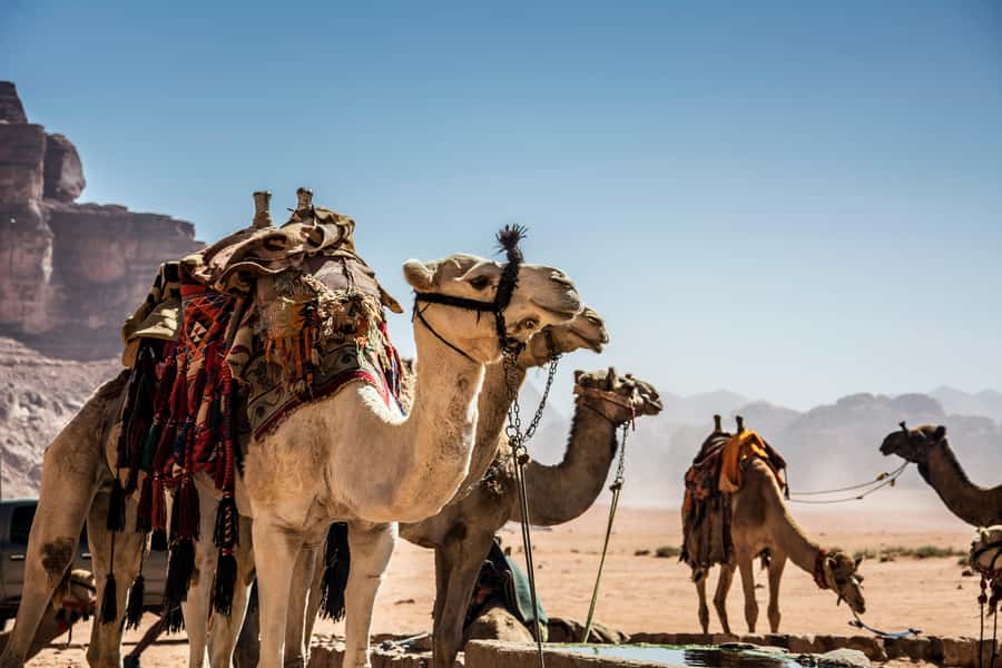 Wadi Rum: Camel Ride with tea and Bedouin Guide - The 15-Minute Jeep Ride Into The Desert