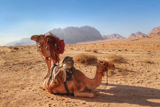 Wadi Rum: Camel Trek Adventure - Morning or afternoon: choose the mood