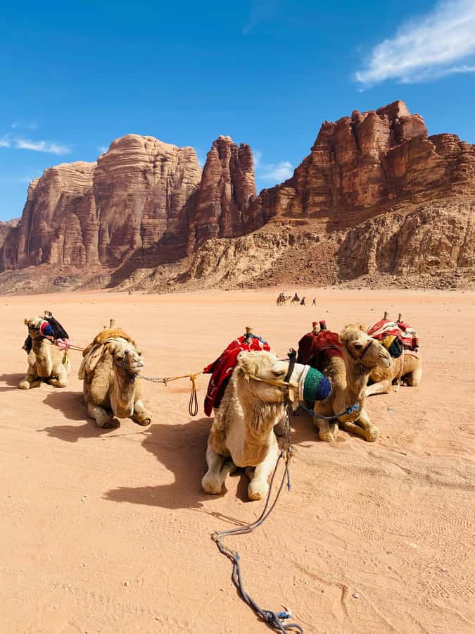 Wadi Rum Classic 4-Hour Jeep Safari - Five things to know before you book