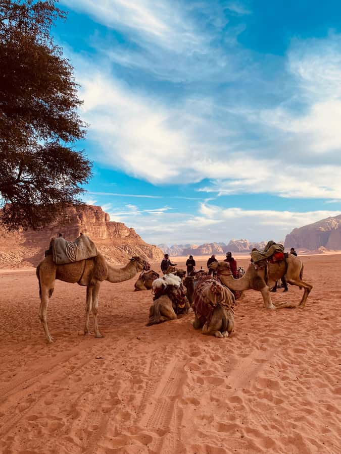 Wadi Rum Classic 4-Hour Jeep Safari - Natural arches and panoramic photo stops