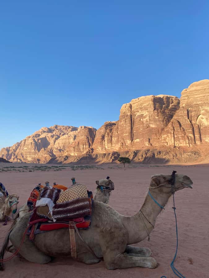 Wadi Rum Classic 4-Hour Jeep Safari - Is the price good value?