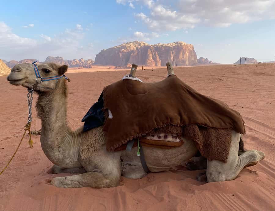 Wadi Rum Classic 4-Hour Jeep Safari - Four hours among dunes, valleys, and stone