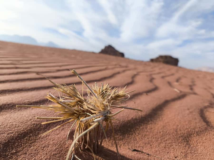 Wadi Rum: Morning or Sunset Jeep Tour - Mushroom Rock and Um Frouth Rock Arch